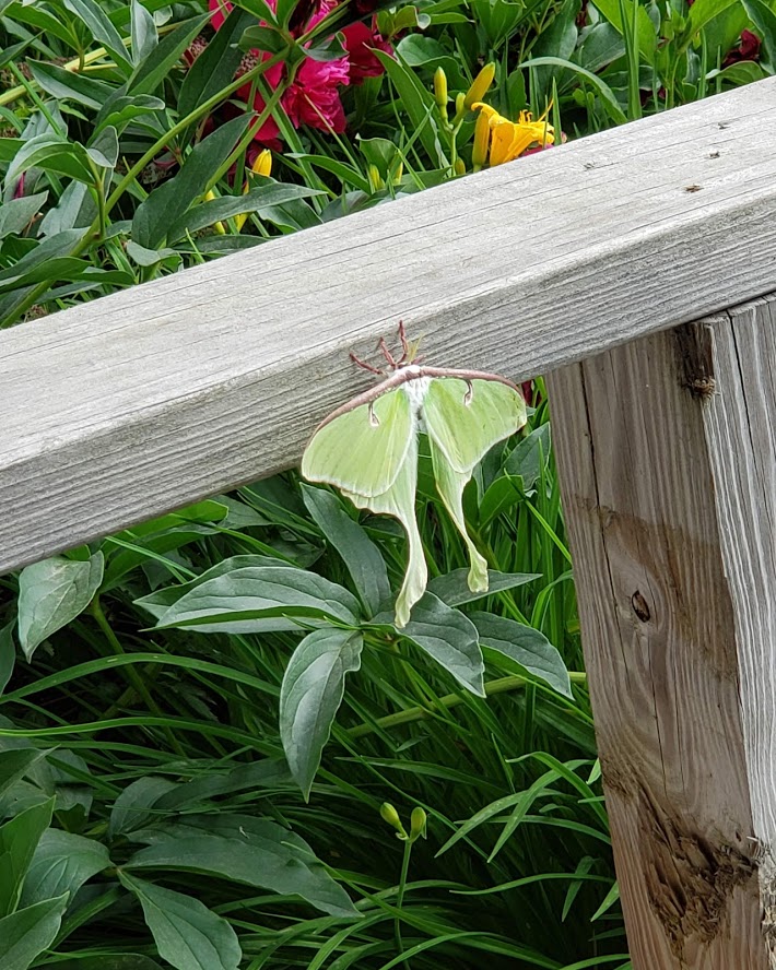 IMG_20190706_090410_002